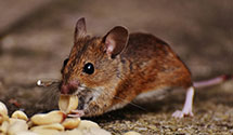 24 Hour & Emergency Exterminators in Hoag, NE